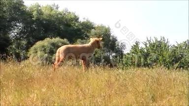 草地上的棕色小羊羔